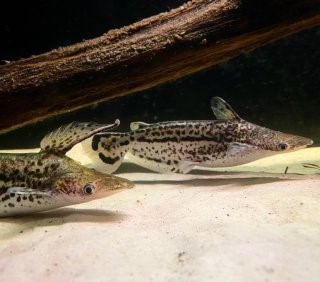 Ageneiosus magoi 12-15 cm